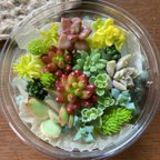 作品多肉植物　カット苗　セット　色どりいろいろ　詰め合わせ　寄せ植え　