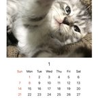 作品2024年猫カレンダー