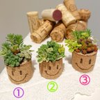 作品コルク鉢の寄せ植え.:*:・'°♪   〜ニコちゃん３つ〜