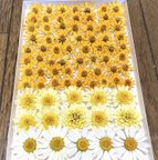 作品18  macoronのお花畑で咲いた可愛い春色のお花たちのドライフラワー‼️