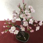 作品桜盆栽　