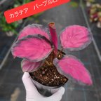 作品カラテア　パープルローズ　観葉植物