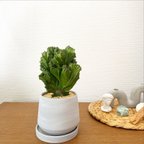 作品1点限定販売☆多肉植物　ユーフォルビア　フランキアナ　遊仙窟　ホワイト鉢　5号