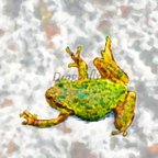 作品窓の蛙