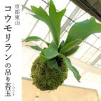 作品『コウモリランの吊り苔玉』ビカクシダ★アルキコルネ★苔玉★インテリア★観葉植物★送料無料