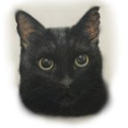作品黒猫　クロネコ　くろねこ　ねこ　ポートレート　壁紙　インテリア　写真立て　肖像画　うちの子　ペット　