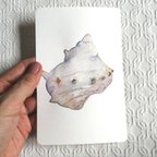 作品【送料無料】ハガキサイズ水彩画「さざえ」