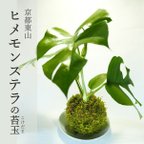 作品『ヒメモンステラの苔玉』風水パワー★苔玉★プレゼント★インテリア★観葉植物★送料無料