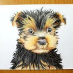 作品ヨークシャーテリア ワンコ 犬  色鉛筆画