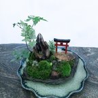 作品苔で心を見つける　苔　植物　天空の神社