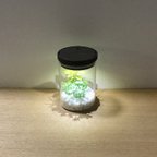 作品bottle terrarium mini [cool]