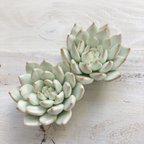 作品多肉粘土　マグネットC〜Claysucculents fridge magnet C〜