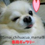 作品【3Simai_chihuacua_mama 様専用】ミニチュアｱﾌﾀﾇｰﾝﾋﾟｸﾆｯｸ手乗りわんこ 4チワワ