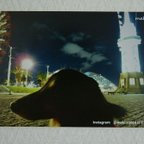 作品ポストカード 神戸港と犬シリーズ　「おーちゃんと神戸港旧信号所」