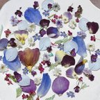 作品可愛い過ぎ✨パープル、ブルー系花びらのドライフラワー 🌸花材 詰め合わせ限定セット❣️小花 ／画像のお花をお入れしています／カラフルMIX／キャンドル ハーバリウム、レジン アクセサリーなどに