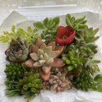 作品 ⭐️初心者さん向け⭐️多肉植物寄植えセット⭐️