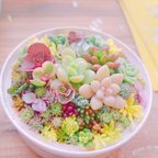 作品こっそり出品*°  多肉  寄せ植え  多肉植物