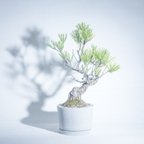 作品＼送料無料／≪ 観葉植物 ≫室内管理もオッケーなゴヨウマツの鉢植え｜シンプルでお部屋を選ばない手作りモルタル鉢