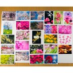 作品Lサイズの写真・色々な春の花の写真25枚セット(L034)