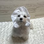 作品犬の　ぼうしみたいなスヌード👒　白レース🤍