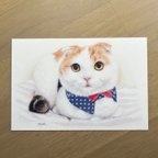 作品猫 ポストカード 2枚セット No.2 『香箱座り』