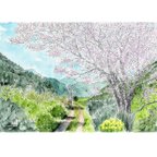 作品里山に咲く桜　原画一点物