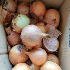 作品北海道産  産地直送野菜10キロセット  自然栽培