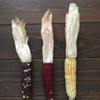作品corn dry