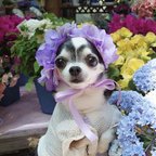作品紫陽花 花冠 淡い パープル ♡ 紫陽花アフロ カチューシャ ヘッドドレス 犬 猫 ペット 帽子 アジサイ かぶりもの 被り物 誕生日 うちの子記念日 花 冠 バースデー