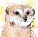 作品ミーアキャット　透明水彩イラスト原画