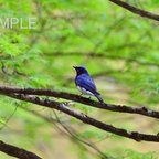 作品106癒しの野鳥『新緑とオオルリ』　はがきサイズ