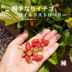 作品春まきの種　四季なりイチゴ・ワイルドストロベリー30粒　庭植えや鉢植えに