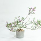 作品＼送料無料／【観葉植物】べランダで育てるアクマデニアの鉢植え｜飽きのこないシンプルなモルタル鉢