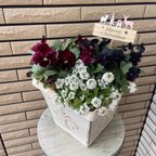 作品黒のビオラが可愛いクリスマスの寄せ植え♡