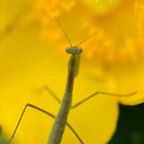 作品花の香りに誘われて