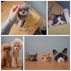 作品【ねこのきもちWEB版に掲載！】羊毛フェルトいぬねこ・うちの子オーダーぬいぐるみ