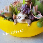 作品ついに再販！❤🆕バナナに乗った🍌ひょっこりナマケモノちゃんの寄せ植え🦥