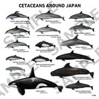 作品クジラ・シャチ・イルカのイラストフレーム（5種）