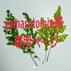 作品yamasatomin様専用ページ