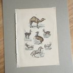 作品1800年代・動物図版