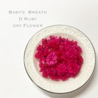 作品かすみ草　Dルビー　　ドライフラワー 　染め　花材　DIY　赤