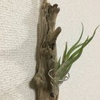 作品014 流木 ハンドメイド プラントハンガー