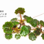 作品ユキノシタ（小サイズ）（山野草）