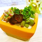 作品多肉植物 寄せ植え セール中