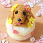 作品春のパンケーキ ダックス レッド ♬*° 羊毛フェルト ぬいぐるみ 桜