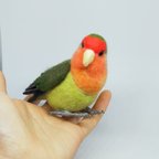 作品コザクラインコ　ノーマル