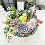 作品【送料無料】可愛い♡幸せのキイロイインコさん♪ 多肉植物寄せ植え　プレゼント