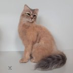 作品羊毛フェルト　猫　ネコ　ねこ　ソマリ　ハンドメイド