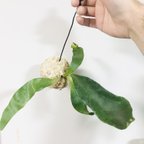 作品【No010】《迫力あり素敵なビフルカツムの苔玉 》ビカクシダ 観葉植物