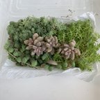 作品⭐️初心者さん向け⭐️多肉植物75g パリダムモリモリパックオマケ姫秋麗⭐️